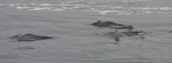 Picture of the day: Indo-Pacific Humpback dolphins Picture of the day: Indo-Pacific Humpback dolphins