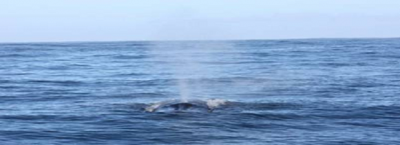Whale Watching Picture of the Day – Garden Route Picture of the day: Brydes whale