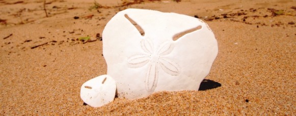 Facts on Pansy shells. OLYMPUS DIGITAL CAMERA