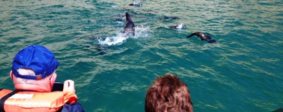 Cape fur seals on Robberg Peninsula. Cape_Fur_Seal_Jumping_Boat_Plett -