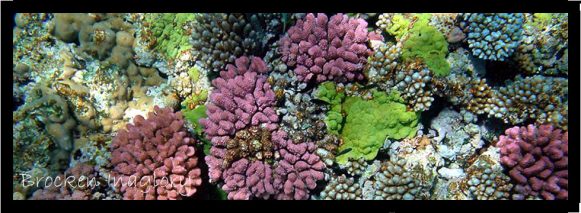 69 coral reef