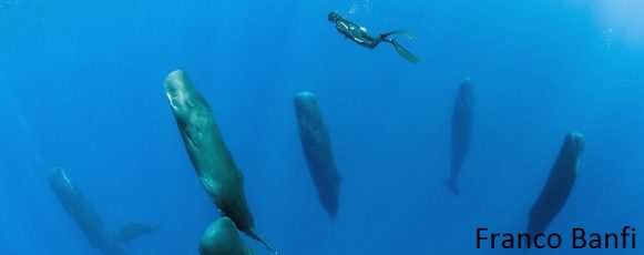 sleeping sperm whales