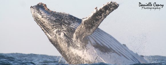 Humpback whales of South Africa IMG_0459