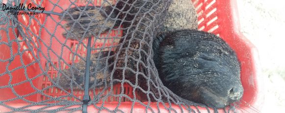 Cape fur seal pups ashore in Plettenberg Bay 20171217_171333 copy