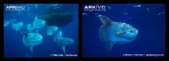 A swimming head 86 sunfish banner