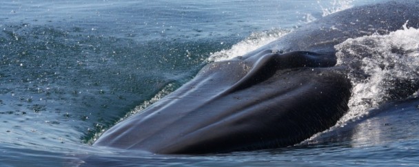 Brydes whales