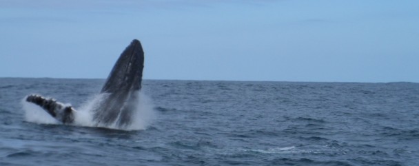 Humpback whale