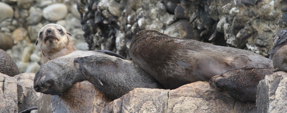 What's the difference between Fur seals and Sea lions? - Ocean Blue  Adventures