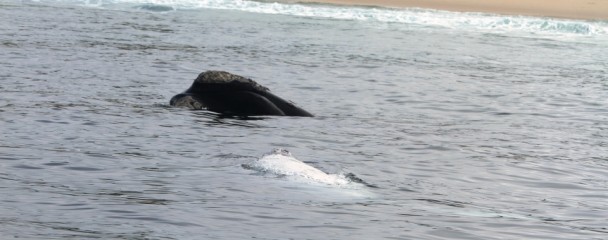 Albino_Southern_Right_Whale_Calf_Plett