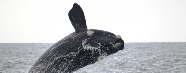 Breaching_Souther_Right_Whale