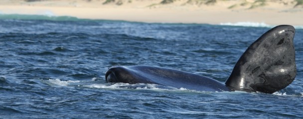 Southern_Right_Whale_flipper