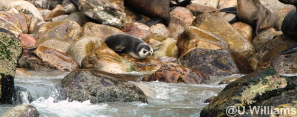 Subantartic_Fur_Seal_Robberg_plettenberg_bay