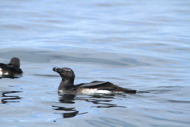 African_Blackfooted_Penguin_Swiming_Plett -