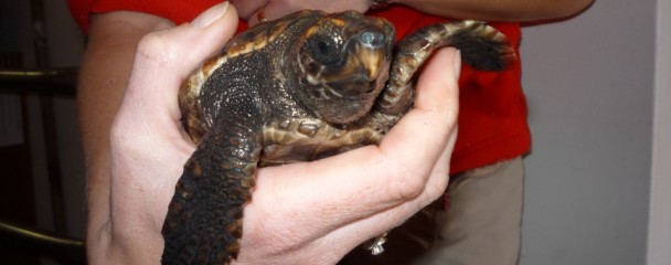 Baby_Loggerhead_Turtle_Plett