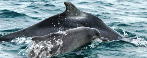 Bioaccumulation_Humpback_Dolphins_Plett