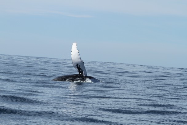 Flipper_Humpback_Whale_Plettenberg_Bay