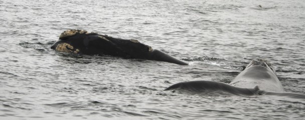 Polygamy_Sothern_Right_Whales_Plett - H