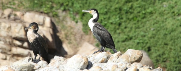 Termoregulating_White_Brested_Cormorants -