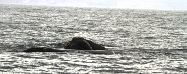 Animals_Memories_Souther_Right_Whale_Plett -