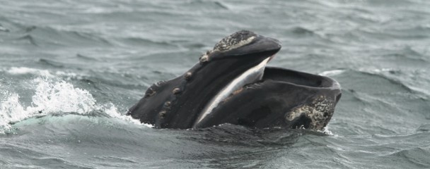Baleen_Souther_Right_Whale_Plett