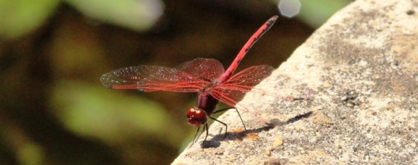 Migration_Dragonfly_Plettenberg_Bay -