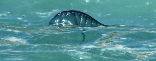 Blue_Bottle_Plettenberg_Bay (1)