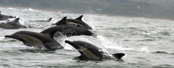 Commond_Dolphins_Plettenberg_Bay