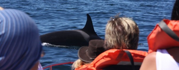 Orca_Close_To_Boat_Plettenberg_Bay