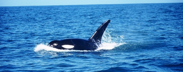 Orca_Plettenberg_Bay -