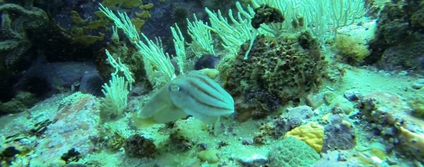 Cuttlefish_Under_Water_Plettenberg_Bay