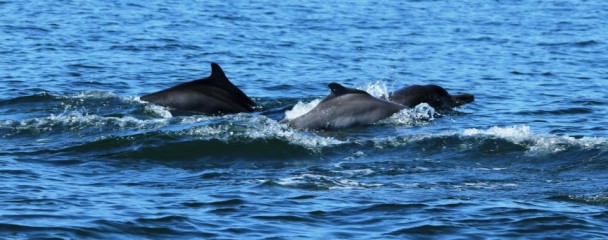 Humpback_Dolphin_Sousa_Plumbea_Plettenberg_bay -