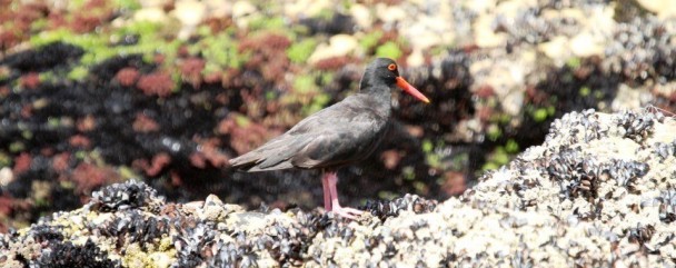 African_Black_Oystercatcher_On_Rocks_Plett -