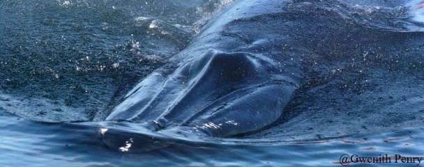 Bryde's_Whales_characteristic_rostral_ridges_Plettenberg_Bay