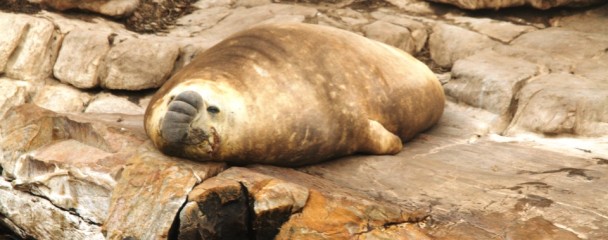 Elaphant_Seal_Robberg_Plett