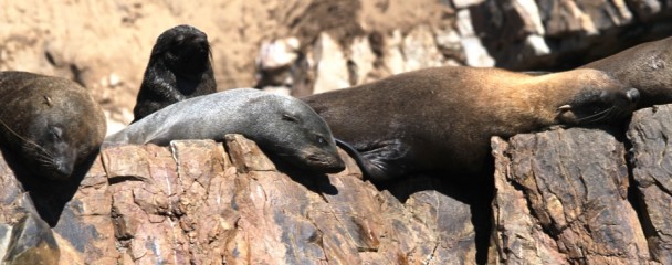 Cape_Fur_Seal_Sleeping