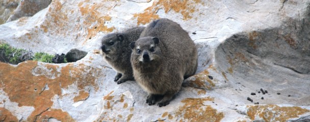 Dassie_Robberg_Penisula_Plettenberg -