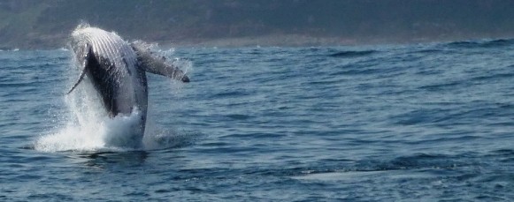 2 Humpback_Whales_Distribution_Breeding_Behaviour