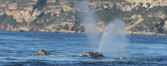 1. General_facts_about_Souther_Right_Whale