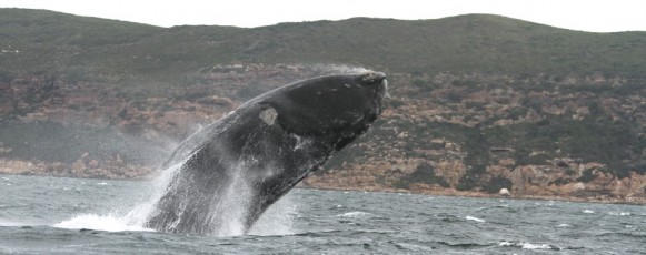2. Southern_Right_Whale_Distribution_Reproduction