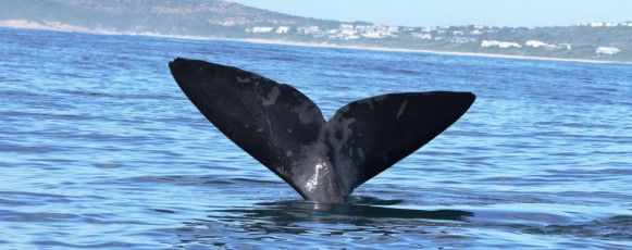 3. South_African_Right_Whales_Threat_Population