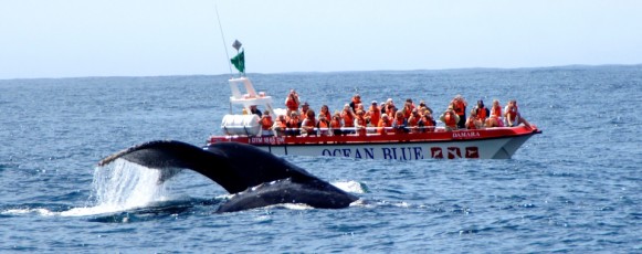 Humpback_Whale_OceanBlue_Boat