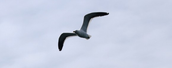 Interesting_facts_on_kelp_gulls