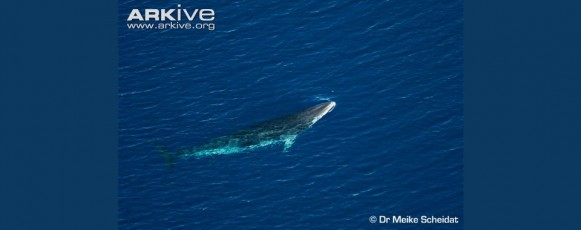 1.1 Minke whale