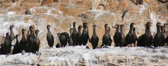 8 Cape cormorants