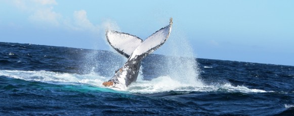 Parasites_humpback_whales_Plettenberg_bay