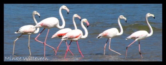 25 greater flamingo banner