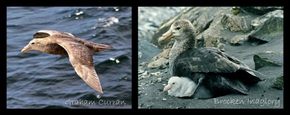 32 southern giant petrel banner