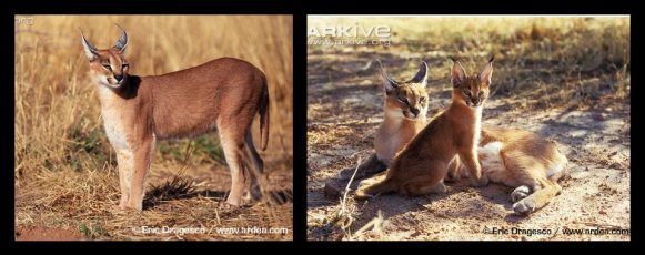 47-caracal