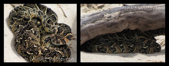 puff-adder