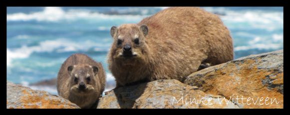 dassie